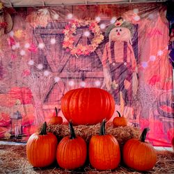 De La Pumpkins & Trees - All of our pumpkins are in great condition with long green stems!