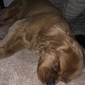 PetSmart Grooming - Grooming - Pet Groomers Near Me - Roanoke, Virginia