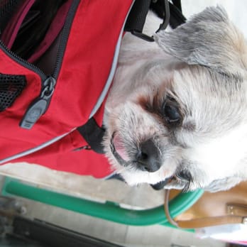 Woofstock - Festivals Near Me - Toronto, Ontario