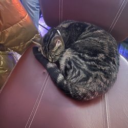 MA Fatz - One of two kitties that "own" the bar