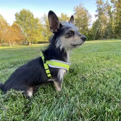 Animalkind Vet Clinic - Zoey