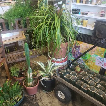 Free Oakland UP - I love how the plants are displayed - Thrift Stores Near Me - Oakland, California