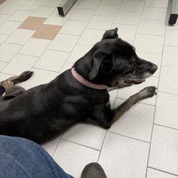 Babylon Animal Hospital
