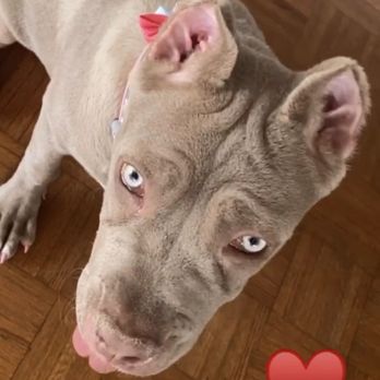 Super Paws Dog Grooming - Pet Groomers Near Me - Corona, California