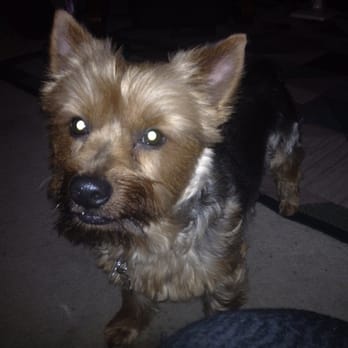 Dog-eze Training Specialists - Pet Training Near Me