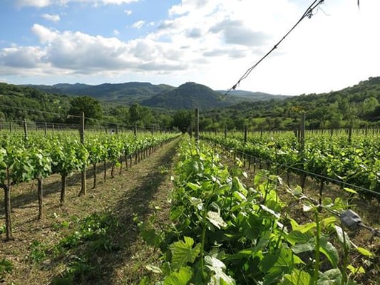 Castello Di Potentino by null