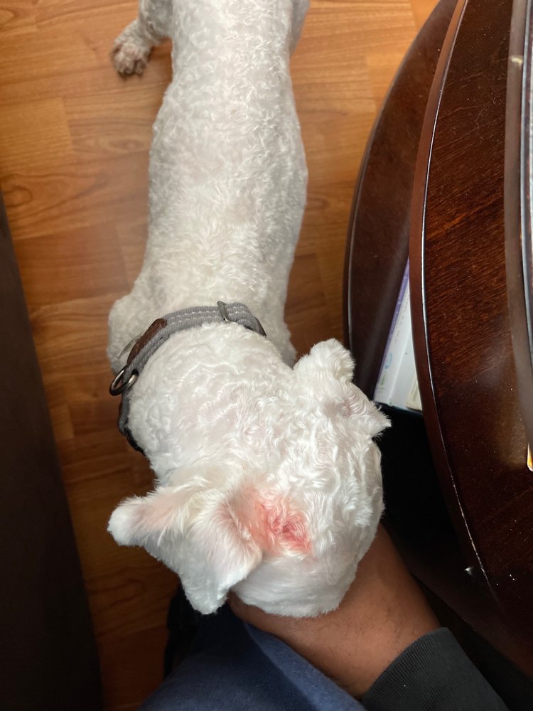 THE GROOMING GALS Updated September 2024 11 Reviews 5683