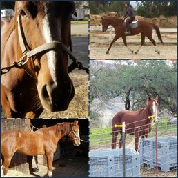 The beautiful and sweet mare I just purchased from Jeanette Aranout The beautiful and sweet mare I just purchased from Jeanette Aranout