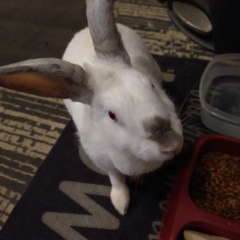 Rabbit & Small Animal Rescue - Animal Shelters Near Me Rabbit & Small Animal Rescue - Animal Shelters Near Me