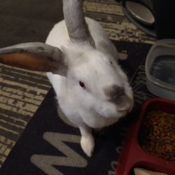 Rabbit & Small Animal Rescue