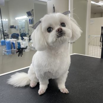 Pampered Pup - Pet Groomers Near Me - half moon bay, California Pampered Pup - Pet Groomers Near Me - half moon bay, California