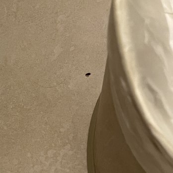 Anacortes Ship Harbor Inn - Mice droppings - Hotels Near Me - Anacortes, Washington