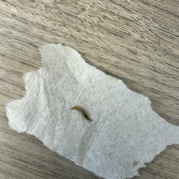 A worm or maggot in my food! A worm or maggot in my food!