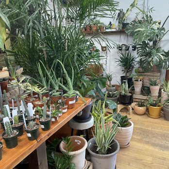 Plant Shop Chicago - Nurseries & Gardening Near Me - Chicago, Illinois Plant Shop Chicago - Nurseries & Gardening Near Me - Chicago, Illinois