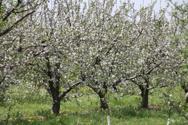 Curtis Orchard & Pumpkin Patch by null