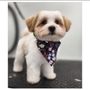 Photo of Soapy Paws Mobile Pet Grooming