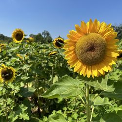 Sugartown Strawberries - Sunflowers