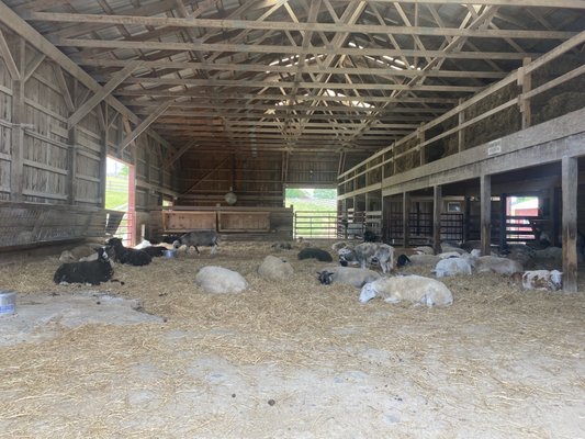 Farm Sanctuary by null