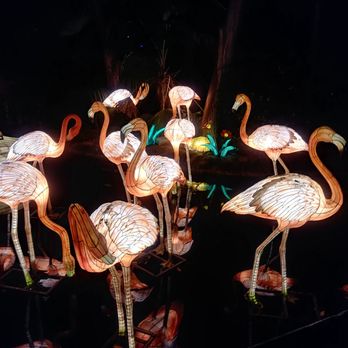 Jungle Island - Flamingos! - Amusement Parks Near Me - Miami, Florida