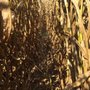Photo of Devine's Corn Maze & Pumpkin Patch