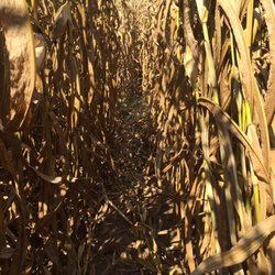 Devine's Corn Maze & Pumpkin Patch