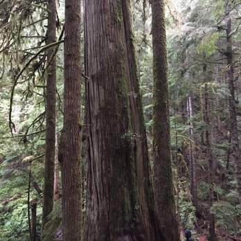 Avatar Grove - These trees are amazing - Hiking Near Me
