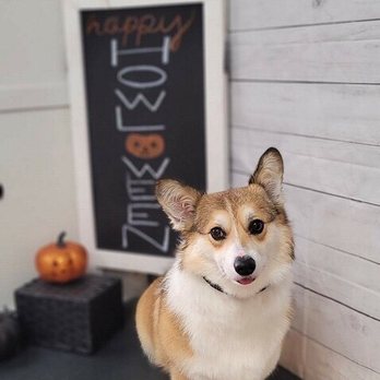 Wild Dog Grooming - Pet Groomers Near Me - Fremont, California Wild Dog Grooming - Pet Groomers Near Me - Fremont, California