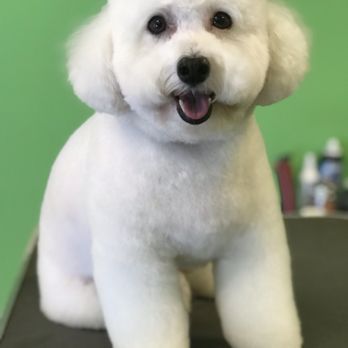 Autumn's Pampered Paws - Pet Groomers Near Me - Euless, Texas