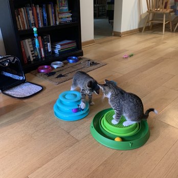 Underdog Rescue - Animal Shelters Near Me