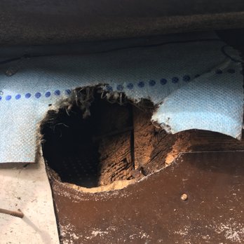 Knockout Pest Control - Squirrels have chewed an entry into a roof - Pest Control Near Me Knockout Pest Control - Squirrels have chewed an entry into a roof - Pest Control Near Me