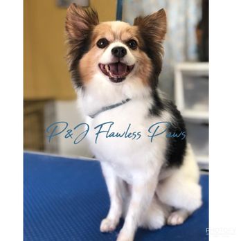 P&J Flawless Paws - Pet Groomers Near Me P&J Flawless Paws - Pet Groomers Near Me