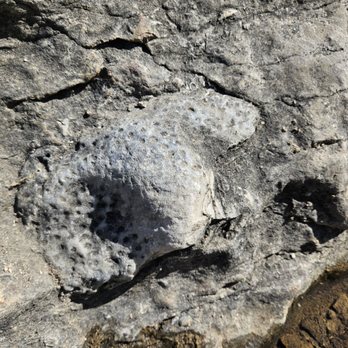 Devonian Fossil Gorge - Fossils! - Hiking Near Me - Iowa City, Iowa Devonian Fossil Gorge - Fossils! - Hiking Near Me - Iowa City, Iowa