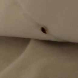 Mr. Bed Bug Mr. Bed Bug