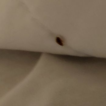 Hampton Inn & Suites Keller Town Center - Mr. Bed Bug - Hotels Near Me - Keller, Texas Hampton Inn & Suites Keller Town Center - Mr. Bed Bug - Hotels Near Me - Keller, Texas