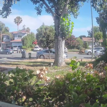 ML Tree Service - before - Tree Services Near Me - Redwood City, California ML Tree Service - before - Tree Services Near Me - Redwood City, California