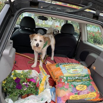 Armstrong Garden Centers - A car full #DogsoftheRock - Nurseries & Gardening Near Me - Glendale, California