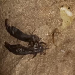 Wendy's - Bugs in my baked potato !