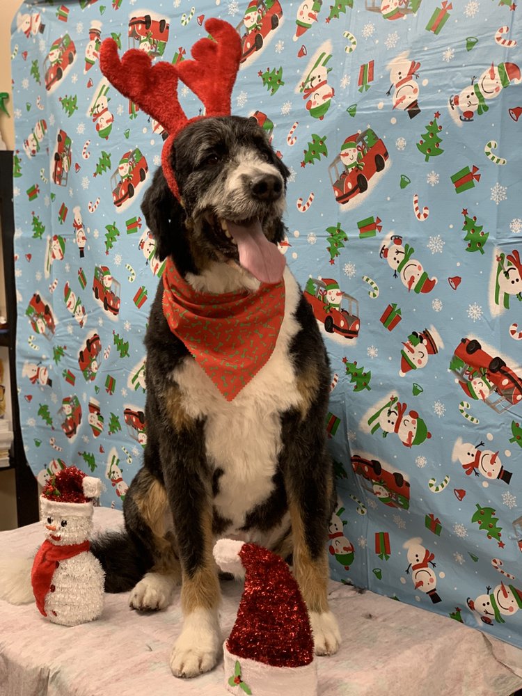 CATTY CANINES Updated September 2024 59 Photos & 17 Reviews 7338