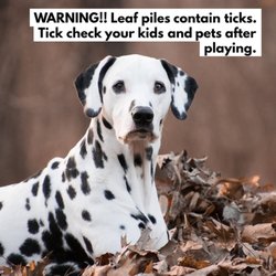Backyard Bug Busters - Tick checks, always tick checks!