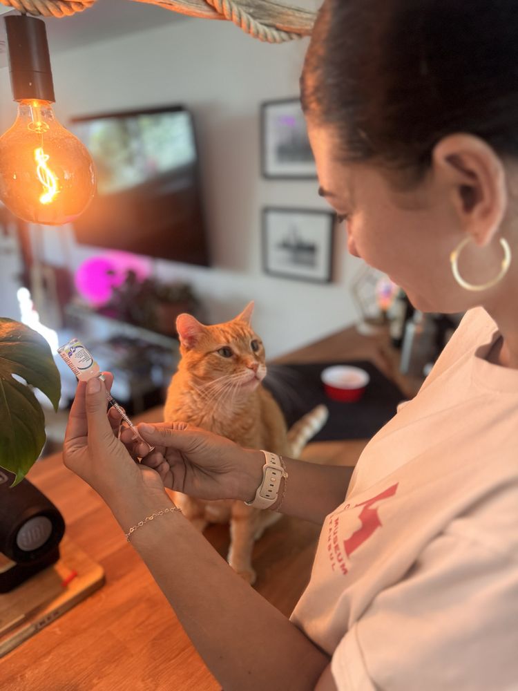 The P'Au Pair - pet boarding facility in Miami Beach, FL
