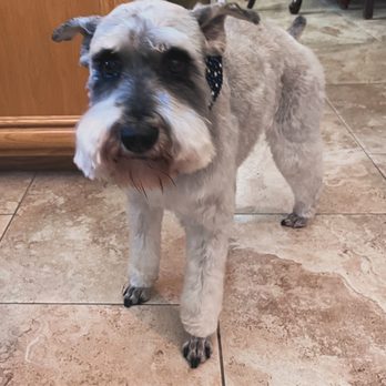 Club Mutt - Pet Groomers Near Me - Chino, California