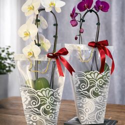 Blooms by Bahram - One arch shaped orchid in a gift bag