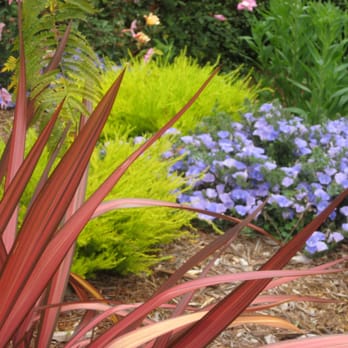 Tamar Carson Landscaping - Texture and foliage color - Landscaping Near Me Tamar Carson Landscaping - Texture and foliage color - Landscaping Near Me
