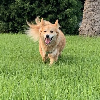 Didi's Pets L.A. - Odin! - Dog Walkers Near Me Didi's Pets L.A. - Odin! - Dog Walkers Near Me