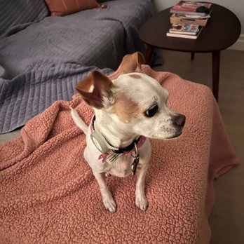 Lathered Pup Mobile Grooming - Pet Groomers Near Me Lathered Pup Mobile Grooming - Pet Groomers Near Me