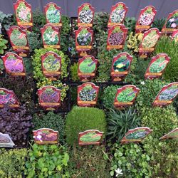 Little Prince of Oregon - Group shot of our Foot Traffic Perennials™