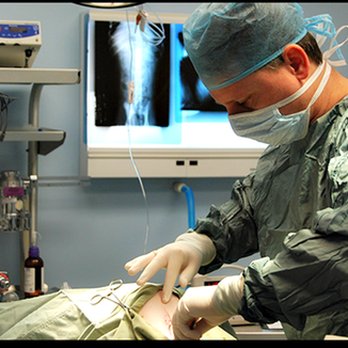Capitol Illini Veterinary Services - untitled - Veterinarians Near Me - Springfield, Illinois