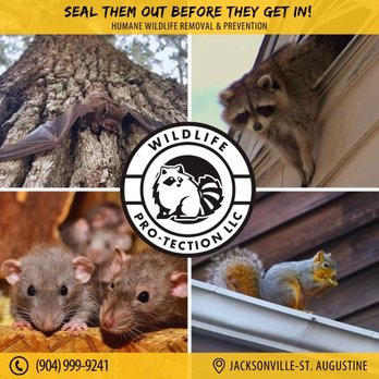 Wildlife PRO-Tection - Wildlife Control Near Me Wildlife PRO-Tection - Wildlife Control Near Me