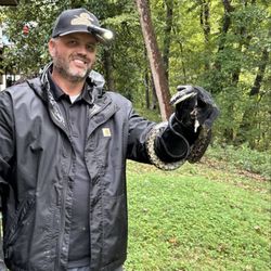 Network Pest Control - Snake removal