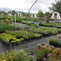 Chelsea Nursery - So many beautiful plants